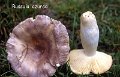 Russula azurea-amf1643
